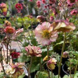 Гравилат Петтикоатс Пич