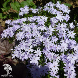 Флокс шиловидный Спринг Блю