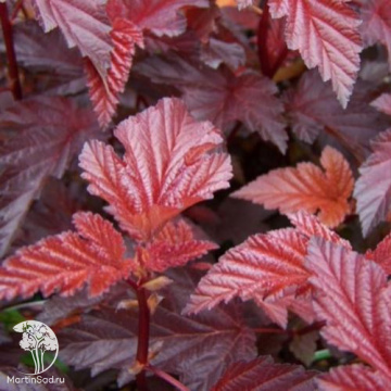 Фото Пузыреплодник калинолистный Леди ин Ред на штамбе