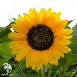 Подсолнечник однолетний декоративный Везувио Танжерине F1