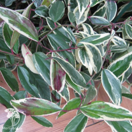 Леукотэ фонтанезиана Уайтвотер