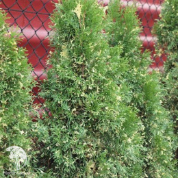 Туя западная Смарагд Вариегата