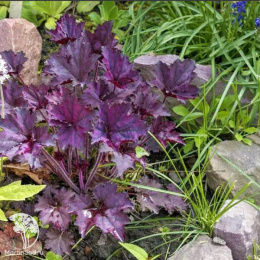 Гейхера Фростед Вайолет