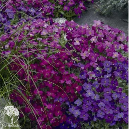 Обриета каскадная Гигантский водопад, смесь окрасок