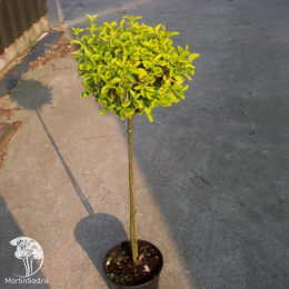 Бересклет пробковый на штамбе