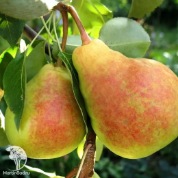 Груша Прибалтийская маслянистая