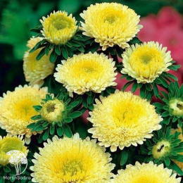 Астра Гала Еллоу