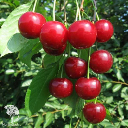 Вишня (дюк) Факел