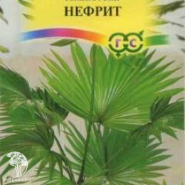 Ливистона китайская Нефрит 