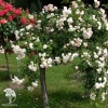 Роза полиантовая Вайт Фэйри на штамбе фото 1 
