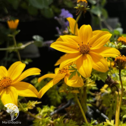 Биденс Билс Медальон