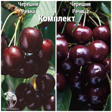 Фото Сверхвыгодный комплект! Черешня Ревна + опылитель черешня Речица