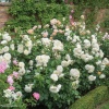 Роза парковая Транквилити фото 2 
