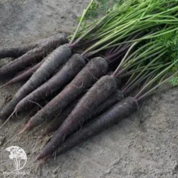 Морковь Пёрпл Сан F1