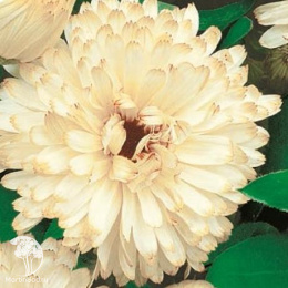 Календула Бейлиз Уд. с.