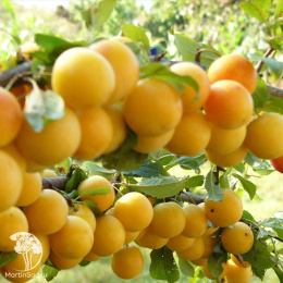 Слива гибрид Скороплодная со сливой Злато Скифов