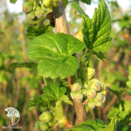 Смородина чёрная 6-14-145