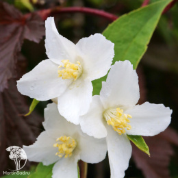 Жасмин садовый (Чубушник) Силберреген