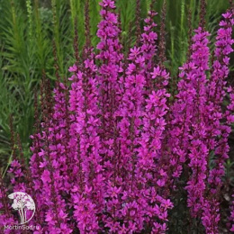 Дербенник прутовидный Дропмор Пёрпл