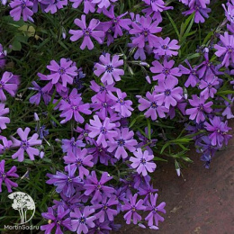 Флокс шиловидный Пёрпл Бьюти
