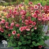 Geum Petticoats Pink Гравилат Петтикоатс Пинк фото 1 
