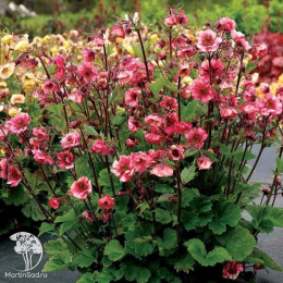 Geum Petticoats Pink Гравилат Петтикоатс Пинк