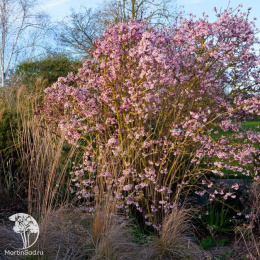 Калина боднантенская