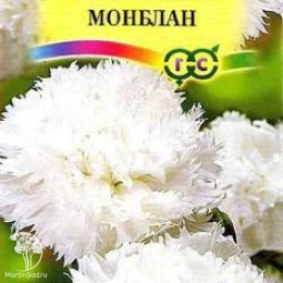 Гвоздика Шабо Монблан