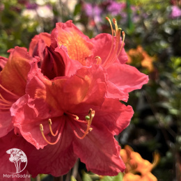 Азалия гибридная Джуанита