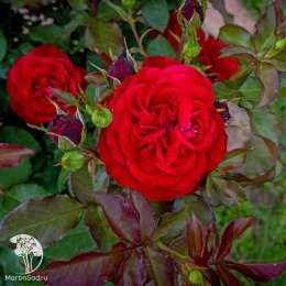 Роза флорибунда Мона Лиза