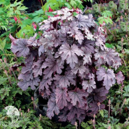 Гейхера Плам Каскад