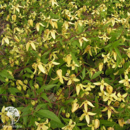 Клематис пильчатолистный Светлячок