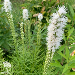 Лиатрис колосковый Флористан Вэйс