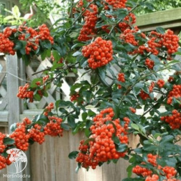 Пираканта Мохави