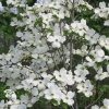Дерен цветущий Флорида белая фото 3 
