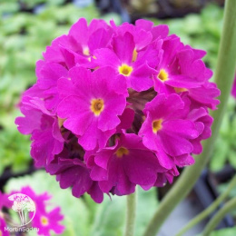 Примула мелкозубчатая Рубра