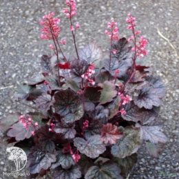 Гейхера Регина