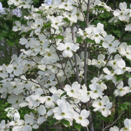 Дерен цветущий Флорида белая