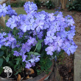 Флокс растопыренный Блу Мун