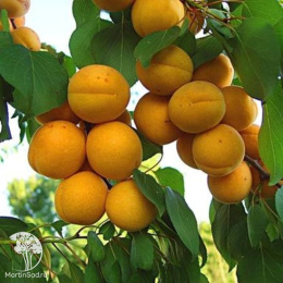 Абрикос обыкновенный Орловчанин + Жигулёвский сувенир