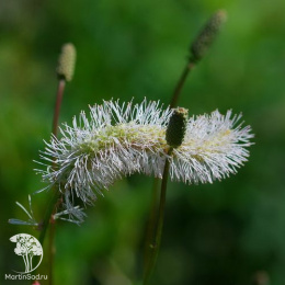 Кровохлебка Обтуза Альба