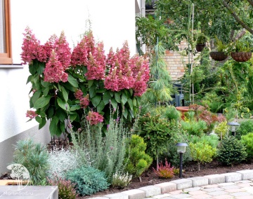 Фото Гортензия метельчатая Пинки Винки
