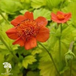 Geum Eos Гравилат Эос