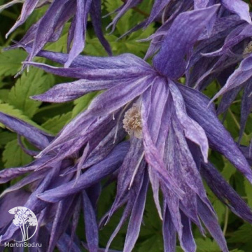 Фото Клематис Виолет Сюрпрайз