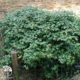 Клён веерный Литтл Принцес