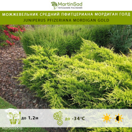 Можжевельник средний пфитцериана Мордиган Голд