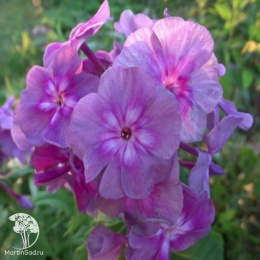 Флокс метельчатый Берендей