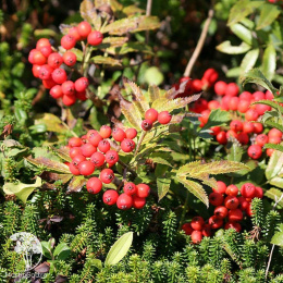 Рябина бузинолистная