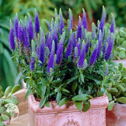 Вероника колосистая Алстер Дварф Блю