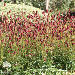 Кровохлебка тонколистная Розеа